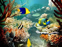 「Tropical Fish 3D Screensaver」v1.0